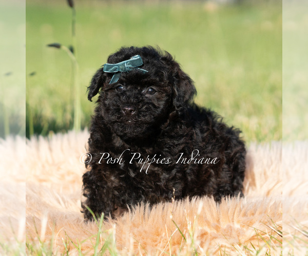 Medium Photo #5 Poodle (Toy) Puppy For Sale in WARSAW, IN, USA