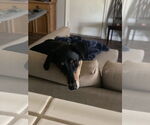 Small #2 Doberman Pinscher Mix
