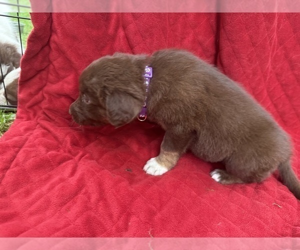 Medium Photo #69 Borador Puppy For Sale in MARION, VA, USA