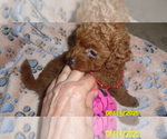 Image preview for Ad Listing. Nickname: Reddy
