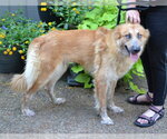 Small #1 Golden Shepherd