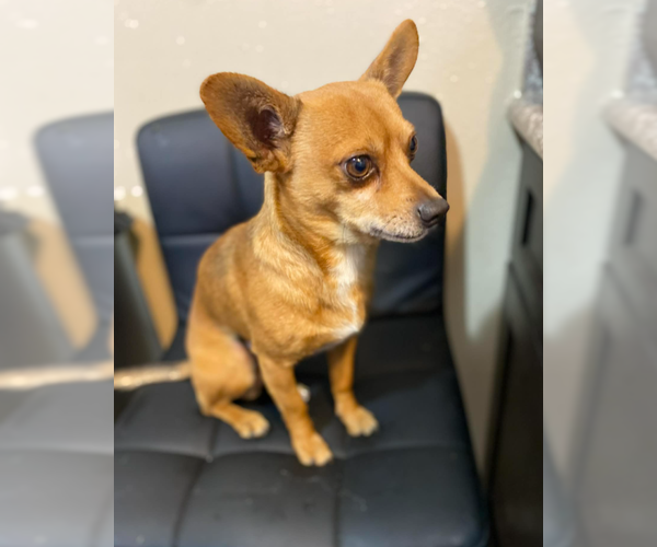 Medium Photo #5 Chihuahua-Unknown Mix Puppy For Sale in Cranston, RI, USA