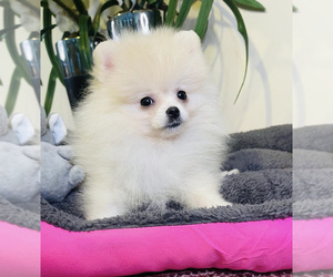 Pomeranian Puppy for sale in SUNNY ISL BCH, FL, USA