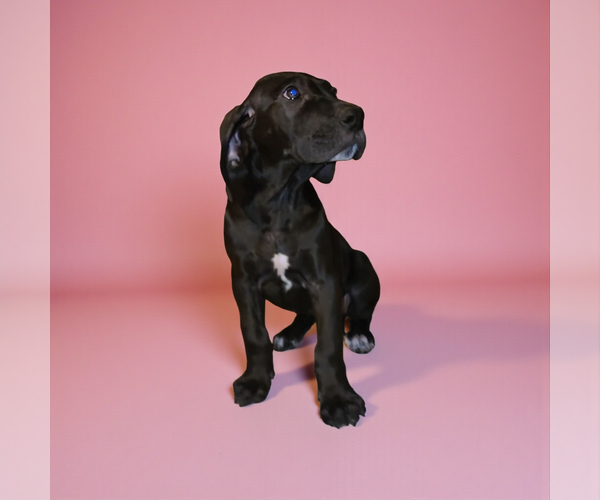Medium Photo #5 Great Dane Puppy For Sale in DENHAM SPRINGS, LA, USA