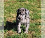 Small Photo #5 Great Dane Puppy For Sale in LITITZ, PA, USA