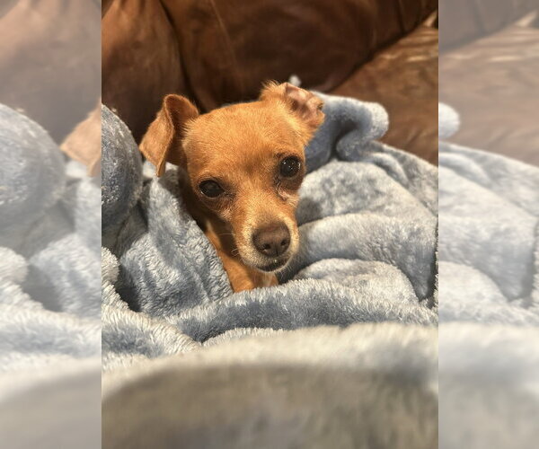 Medium Photo #2 Chihuahua Puppy For Sale in San Diego , CA, USA