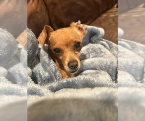 Patagonia - Female Chihuahua Dog for Adoption - Photo #2