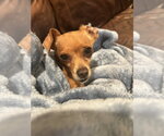 Small Photo #2 Chihuahua Puppy For Sale in San Diego , CA, USA