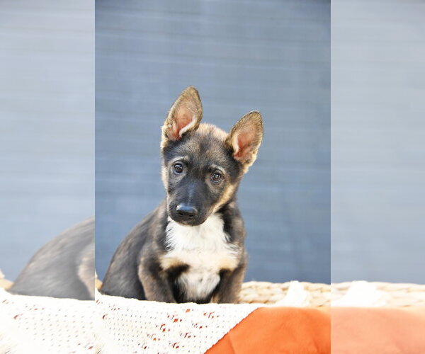 Medium Photo #7 German Shepherd Dog-Unknown Mix Puppy For Sale in Sandy, UT, USA