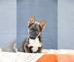 Small #6 German Shepherd Dog Mix
