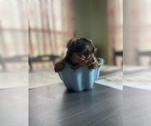 Yorkshire Terrier Puppy for Sale in GREENVILLE, North Carolina USA