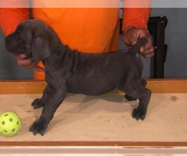 Medium Photo #2 Cane Corso Puppy For Sale in CITY INDUSTRY, CA, USA