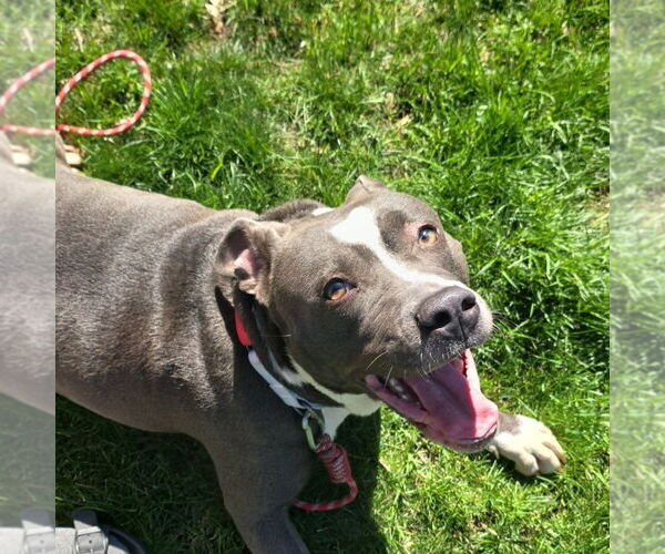 Medium Photo #3 American Pit Bull Terrier Puppy For Sale in Minneapolis, MN, USA