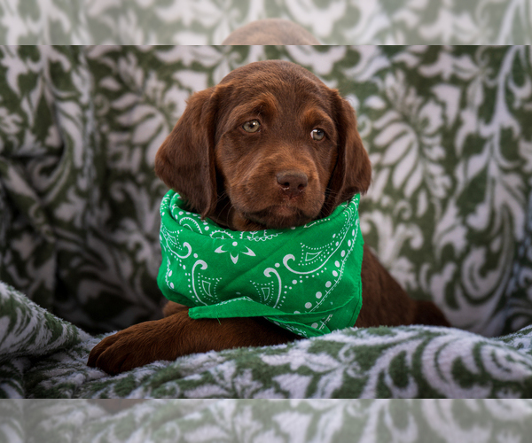 Medium Photo #8 Labradoodle Puppy For Sale in DEEPWATER, MO, USA
