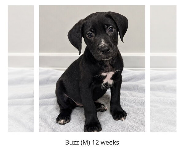 Medium Photo #1 Labrador Retriever-Unknown Mix Puppy For Sale in Oakhurst, NJ, USA