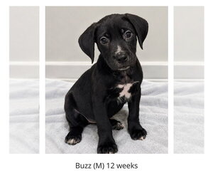 Labrador Retriever-Unknown Mix Dogs for adoption in Oakhurst, NJ, USA