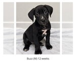 Small Labrador Retriever Mix