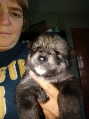 Timber Wolf Puppy for sale in LANESVILLE, IN, USA