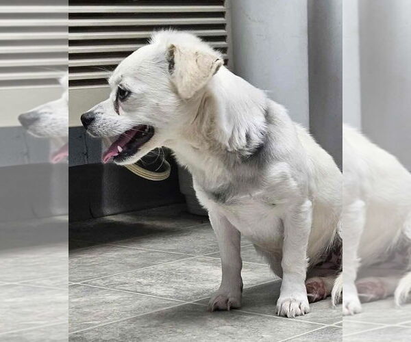 Medium Photo #3 Chihuahua-Unknown Mix Puppy For Sale in Rustburg, VA, USA