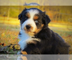 Miniature Australian Shepherd Puppy for sale in SMITHVILLE, AR, USA