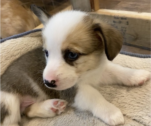 Medium Photo #5 Pembroke Welsh Corgi Puppy For Sale in BRANDON, FL, USA