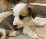 Small #4 Pembroke Welsh Corgi