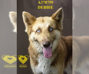 DEBBIE - Female Siberian Husky Dog for Adoption - Photo #2