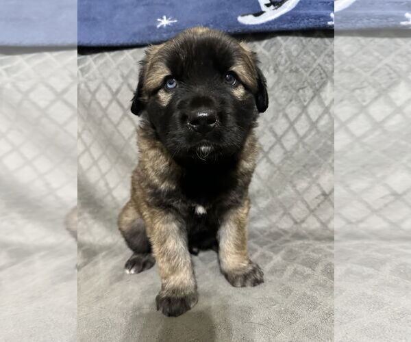 Medium Photo #2 Labrador Retriever-Unknown Mix Puppy For Sale in Ball Ground, GA, USA