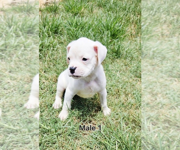 Medium Photo #1 Boxer Puppy For Sale in PELZER, SC, USA