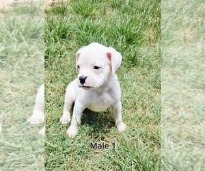 Boxer Puppy for sale in PELZER, SC, USA