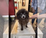 Small #2 Pomeranian