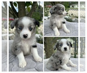 Miniature Australian Shepherd Puppy for Sale in BROOKER, Florida USA