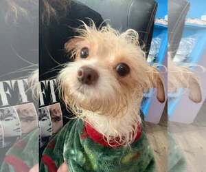 Chihuahua-Unknown Mix Dogs for adoption in MIDWAY, UT, USA