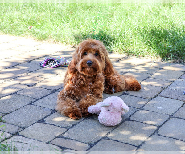 Medium Photo #4 Cavapoo (Miniature) Puppy For Sale in SYRACUSE, IN, USA