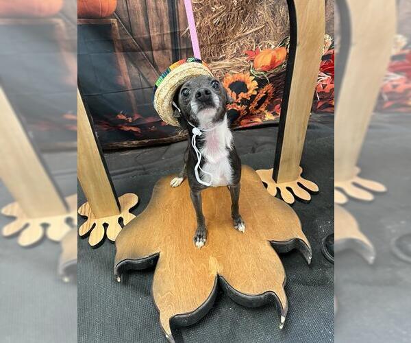 Medium Photo #1 Chihuahua Puppy For Sale in Globe, AZ, USA