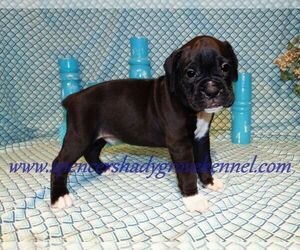 Boxer Puppy for sale in CABOOL, MO, USA
