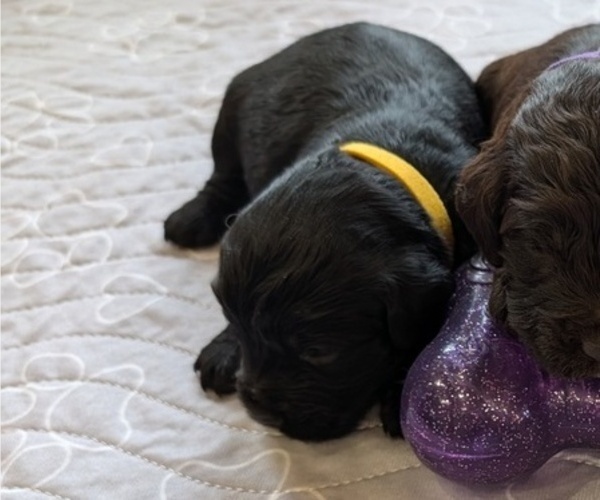 Medium Photo #36 Boykin Spaniel-Goldendoodle Mix Puppy For Sale in MORGANTON, NC, USA
