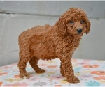 Small #2 Poodle (Miniature)