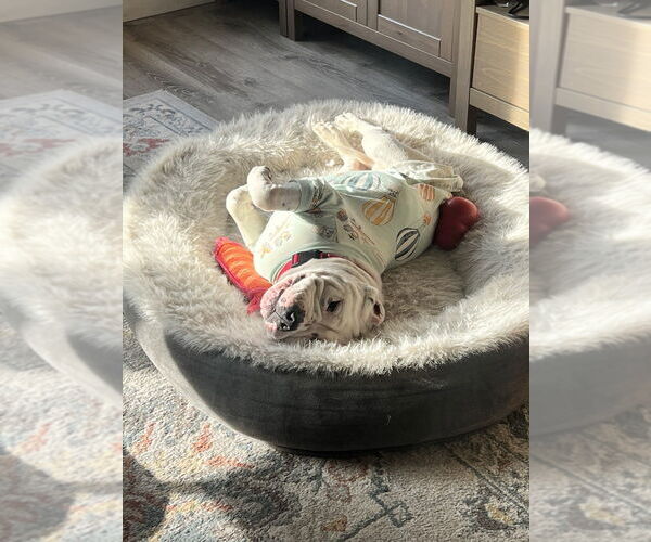 Medium Photo #8 American Bulldog-Unknown Mix Puppy For Sale in Brooklyn, NY, USA