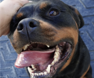 Medium Rottweiler