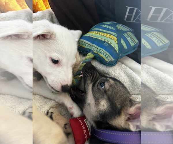 Medium Photo #21 Huskies -Unknown Mix Puppy For Sale in Holly Springs, NC, USA