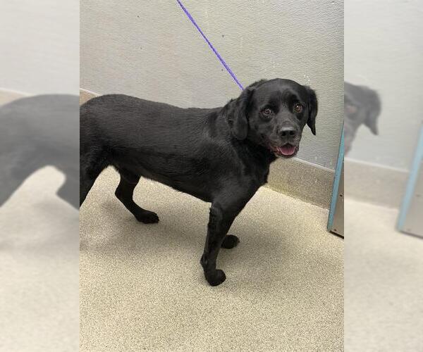 Medium Photo #1 Labrador Retriever-Unknown Mix Puppy For Sale in Las Vegas, NV, USA