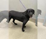 KONG - Male Labrador Retriever-Unknown Mix Dog for Adoption - Small photo