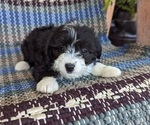 Puppy 6 Aussiedoodle Miniature 