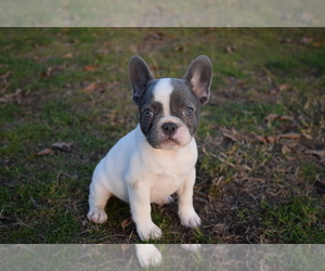 French Bulldog Puppy for sale in LANE, OK, USA