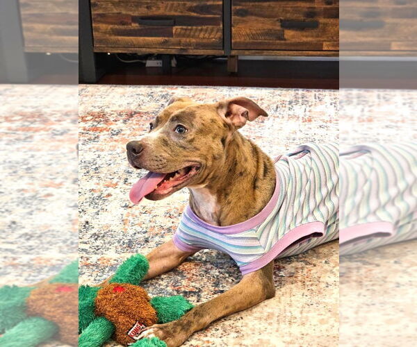 Medium Photo #3 Mutt Puppy For Sale in Rockville, MD, USA