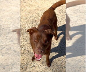 RILEY - Male Labrador Retriever-Unknown Mix Dog for Adoption - Photo #7
