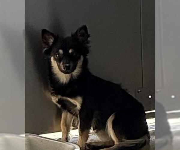 Medium Photo #1 Chihuahua-Unknown Mix Puppy For Sale in San Martin, CA, USA