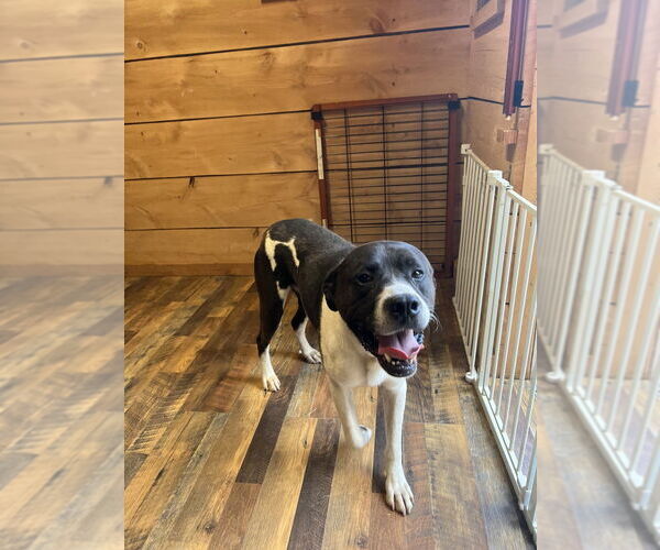 Medium Photo #2 Labrenees Puppy For Sale in Benton, PA, USA