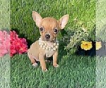 Small #1 Chihuahua